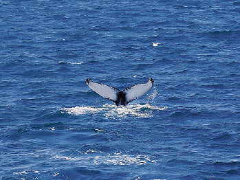 Walbeobachtung gehört zu den beliebtesten Touristenattraktionen - und man sieht sie wirklich!