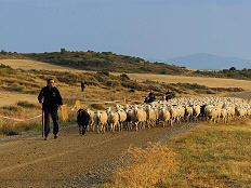 Ankunft der Schafherden im Morgengrauen zum der Fest der Sanmiguelada